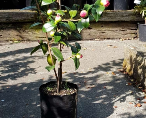 Horticultural Planter Bags.(PBSs) Flexoplas Packaging Ltd. Christchurch New Zealand
